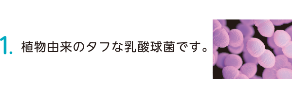 １：植物由来のタフな乳酸菌です。