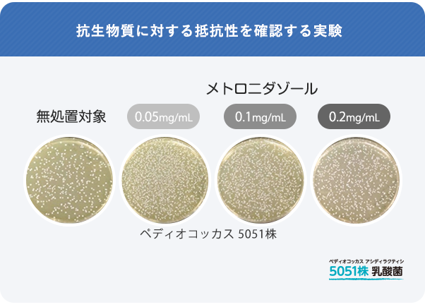 抗生物質に対する抵抗性を確認する実験