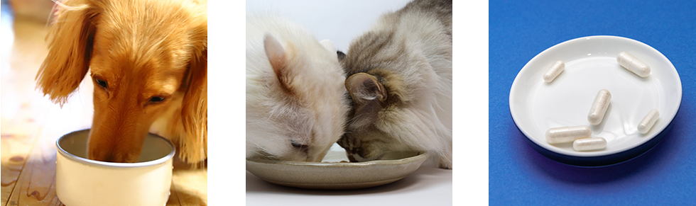 犬猫の食事風景