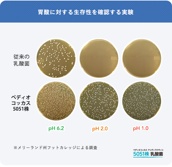 胃酸に対する生存性を確認する実験